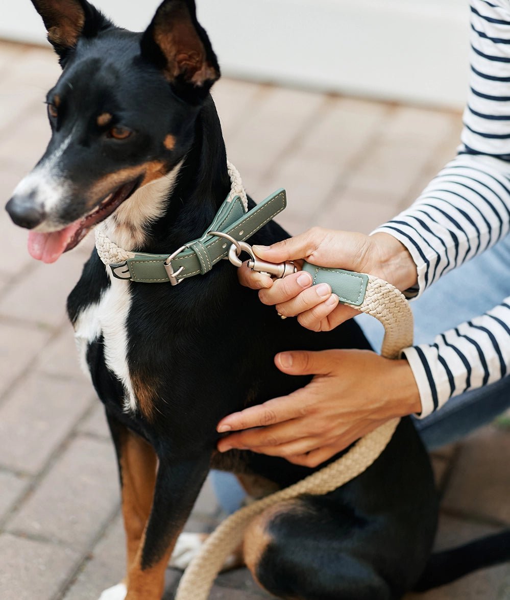 dog_collar_green-196997.webp